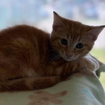 Domestic Short Hair Cats Available for Adoption in East Hanover, New Jersey - Ira | PetCurious