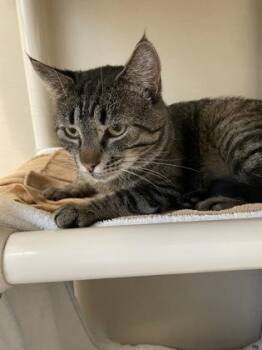 Cheeks -  Domestic Short Hair Cat for Adoption in Bellevue, Washington - Cheeks | PetCurious