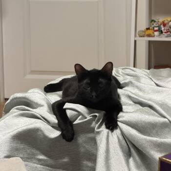 Cupcake 2 -  Domestic Short Hair Cat for Adoption - Cupcake 2 | PetCurious