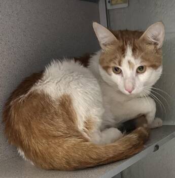 *PomPomPurin* -  Domestic Short Hair Cat for Adoption in Salt Lake City, Utah - *PomPomPurin* | PetCurious