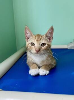 Goblin -  Domestic Short Hair Cat for Adoption in Emerald Isle, North Carolina - Goblin | PetCurious