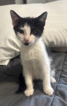 Domestic Short Hair Cats Available for Adoption - Liza | PetCurious