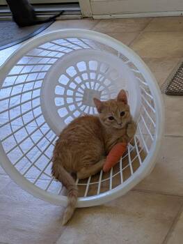 Dexter -  Domestic Short Hair Cat for Adoption in Cary, North Carolina - Dexter | PetCurious