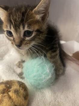 Folklore -  Domestic Short Hair Cat for Adoption in Roseville, California - Folklore | PetCurious