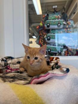 Nugget Squintiablo -  Domestic Short Hair Cat for Adoption in Winnipeg, Manitoba - Nugget Squintiablo | PetCurious
