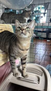 Domestic Short Hair Cats Available for Adoption in Los Angeles, California - Selah | PetCurious