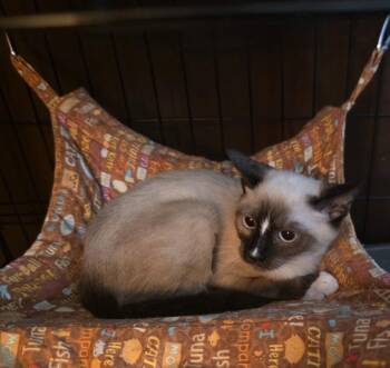Nova -  Snowshoe Cat for Adoption in Phoenix, Arizona - Nova | PetCurious