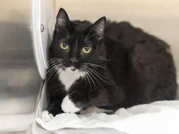 PHELIX -  Domestic Short Hair Cat for Adoption in Phoenix, Arizona - PHELIX | PetCurious
