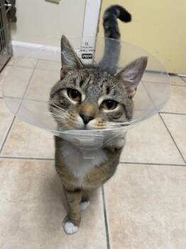Domestic Short Hair Cats Available for Adoption in Fall River, Massachusetts - Pocky | PetCurious