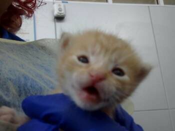 Domestic Medium Hair Cats Available for Adoption in Dallas, Texas - TOM | PetCurious