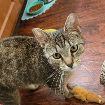 Madeline -  Domestic Short Hair Cat for Adoption - Madeline | PetCurious