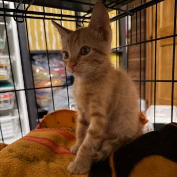 Jax -  Domestic Short Hair Cat for Adoption in Valdosta, Georgia - Jax | PetCurious