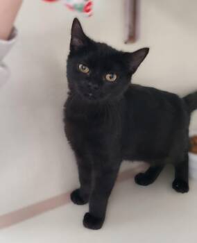 Domestic Short Hair Cats Available for Adoption - Glenn | PetCurious