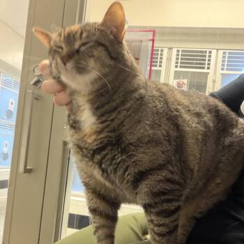 Prada -  Domestic Short Hair Cat for Adoption in Pittsburgh, Pennsylvania - Prada | PetCurious