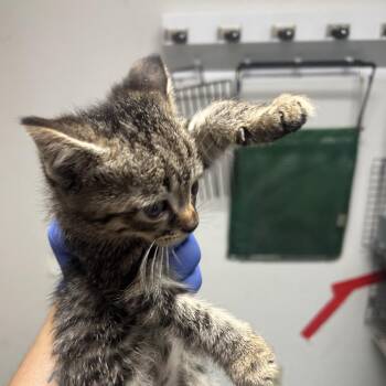 Saxaphone -  Domestic Short Hair Cat for Adoption in Philadelphia, Pennsylvania - Saxaphone | PetCurious