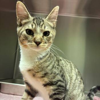 Carl 1709 -  American Shorthair Cat for Adoption in Columbus, Georgia - Carl 1709 | PetCurious