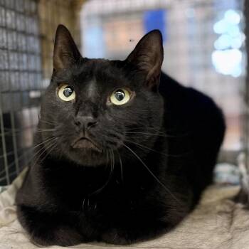 Jinx -  Domestic Short Hair Cat for Adoption in Austin, Texas - Jinx | PetCurious