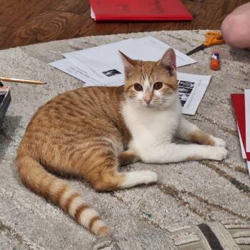 Domestic Short Hair Cats Available for Adoption - French Fry | PetCurious