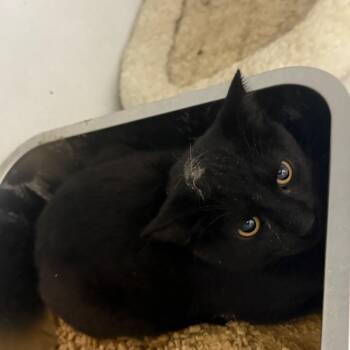 Domestic Short Hair Cats Available for Adoption in New York, New York - Soot | PetCurious