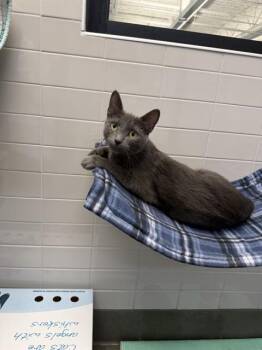 NOIR -  Domestic Short Hair Cat for Adoption in Omaha, Nebraska - NOIR | PetCurious