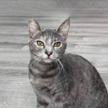 Domestic Short Hair Cats Available for Adoption - Beatrice | PetCurious