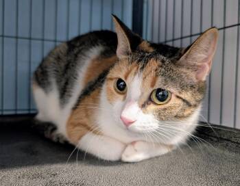 Domestic Short Hair Cats Available for Adoption in Magnolia, Texas - Antoinette | PetCurious