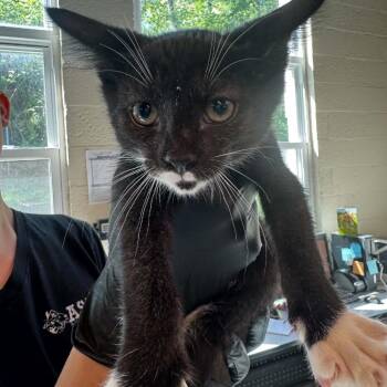 John Wick -  Domestic Short Hair Cat for Adoption in Huntington, West Virginia - John Wick | PetCurious