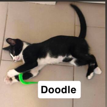 Doodle -  Domestic Short Hair Cat for Adoption in Nampa, Idaho - Doodle | PetCurious