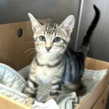 Callisto -  Domestic Short Hair Cat for Adoption - Callisto | PetCurious