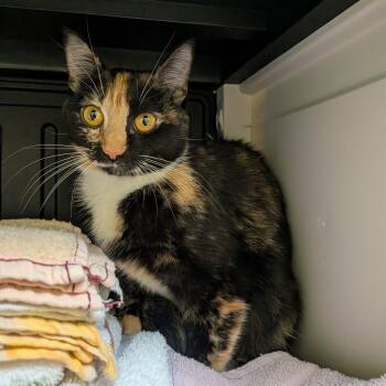 Abbey Bominable -  Domestic Short Hair Cat for Adoption in Walker, Michigan - Abbey Bominable | PetCurious