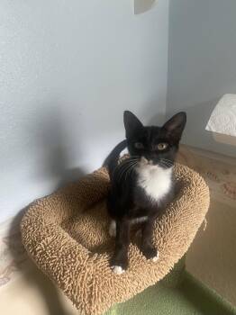 Dove -  Domestic Short Hair Cat for Adoption - Dove | PetCurious
