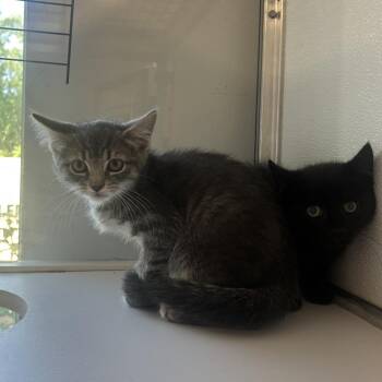 Sea-Doo -  Domestic Short Hair Cat for Adoption in Binghamton, New York - Sea-Doo | PetCurious