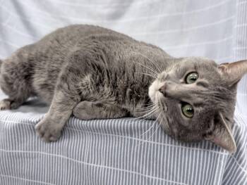 Judge -  Domestic Short Hair Cat for Adoption in Brooks, Maine - Judge | PetCurious