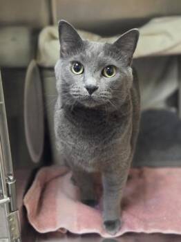 Domestic Short Hair Cats Available for Adoption in Westland, Michigan - Cordelia | PetCurious