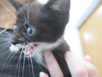 JASPER -  Domestic Short Hair Cat for Adoption in Ocala, Florida - JASPER | PetCurious