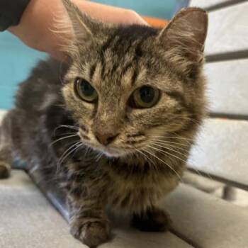 HAKUNA -  Domestic Medium Hair Cat for Adoption in Pensacola, Florida - HAKUNA | PetCurious