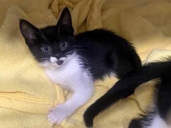 Domestic Short Hair Cats Available for Adoption in Tustin, California - MIA | PetCurious
