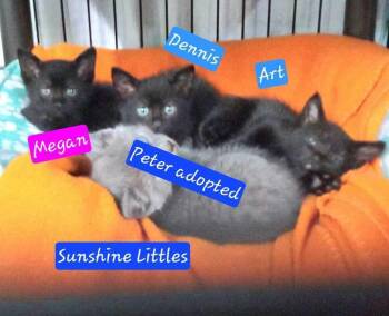 Sunshines Littles - Dennis -  Domestic Short Hair Cat Available for Adoption in Jessup, Maryland - Sunshines Littles - Dennis | PetCurious