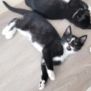 Anthony -  Domestic Medium Hair Cat for Adoption in Lenexa, Kansas - Anthony | PetCurious