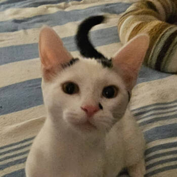 Rescue Domestic Short Hair Cats for Adoption in Merrifield, Virginia - Cletus NRAR (bonded W/Homer) | PetCurious