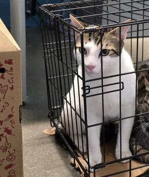 Rescue Domestic Short Hair Cats for Adoption in Houston, Texas - PALOMO | PetCurious