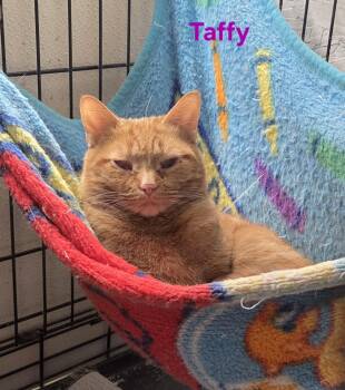 Domestic Short Hair Cats Available for Adoption - Taffy | PetCurious
