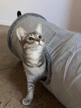 Abyssinian and Tabby Cats Available for Adoption in San Diego, California - Silvara | PetCurious