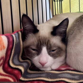 Jasper B. -  Snowshoe Cat for Adoption in Sacramento, California - Jasper B. | PetCurious