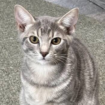 Cranberry - The Ultimate Lap Kitten -  Domestic Short Hair Cat for Adoption in Prescott, Arizona - Cranberry - The Ultimate Lap Kitten | PetCurious