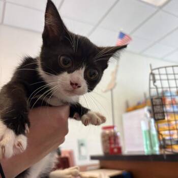 Country Time Lemonade -  Domestic Short Hair Cat for Adoption in Gloucester, Virginia - Country Time Lemonade | PetCurious