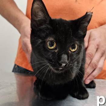 Parker -  Domestic Short Hair Cat for Adoption in Oneonta, New York - Parker | PetCurious