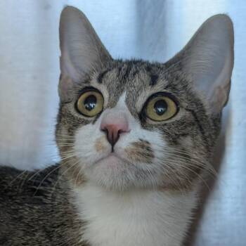 Gloria -  Domestic Short Hair Cat for Adoption in Asheville, North Carolina - Gloria | PetCurious