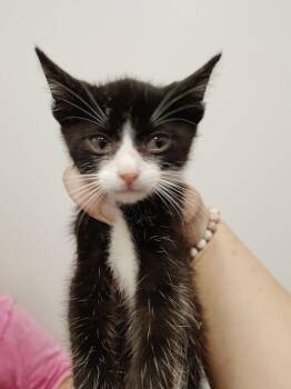 Zane -  Domestic Short Hair Cat for Adoption in Republic, Missouri - Zane | PetCurious
