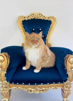 LEXI -  Domestic Long Hair Cat for Adoption in Nacogdoches, Texas - LEXI | PetCurious